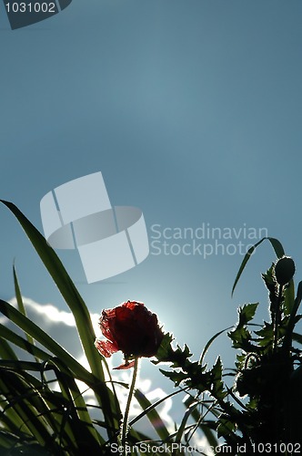 Image of flower silhouette