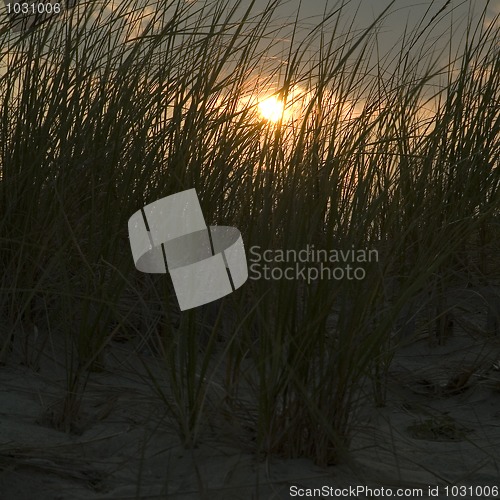 Image of grass at sunset