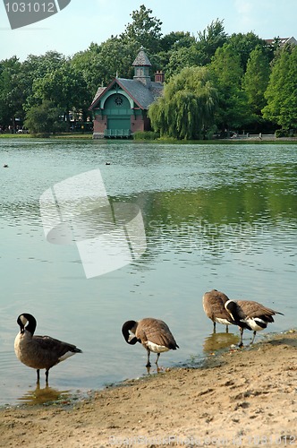 Image of manhattan ducks