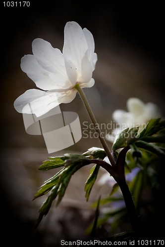 Image of Wood anemone