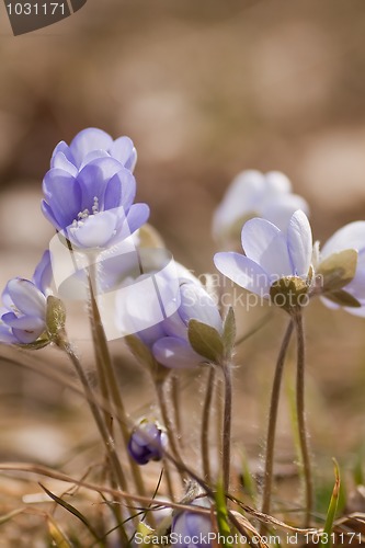 Image of Blue anemones