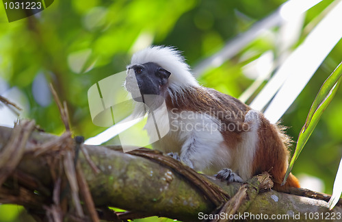 Image of cotton-top tamarin