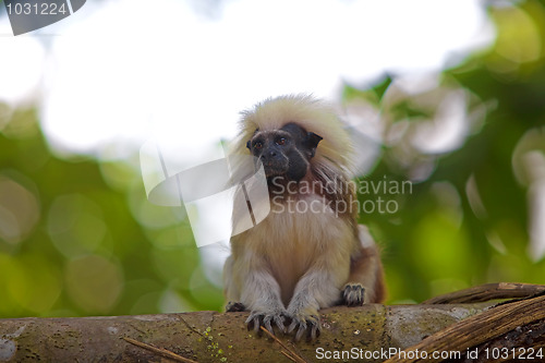 Image of cotton-top tamarin