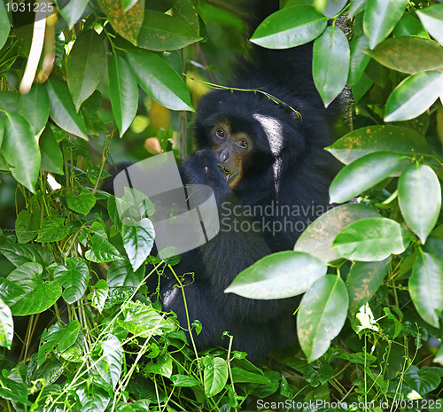 Image of Siamang Gibbon