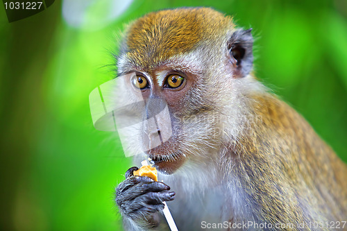 Image of Macaque monkey