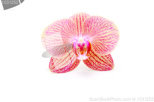 Image of orchid flower