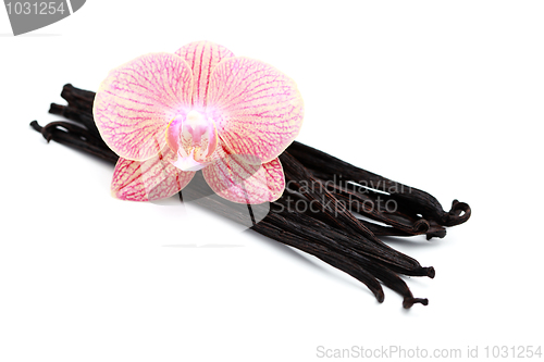 Image of vanilla