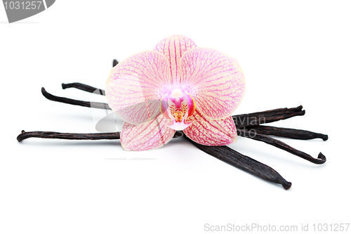 Image of vanilla