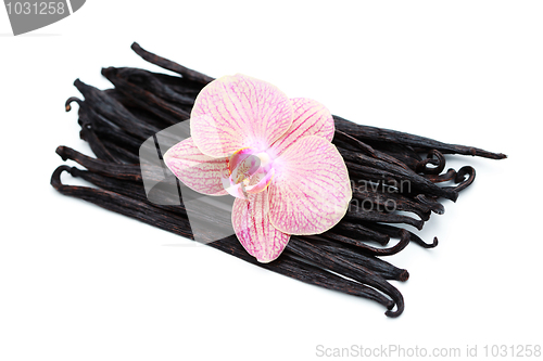Image of vanilla