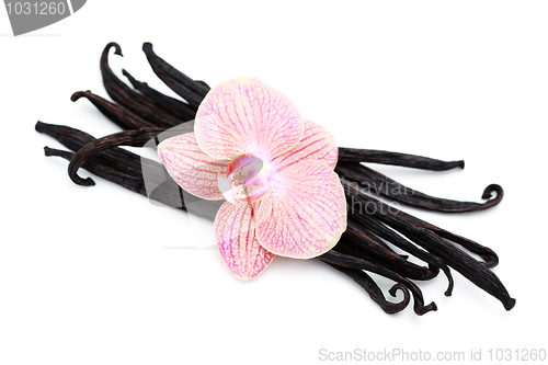 Image of vanilla 