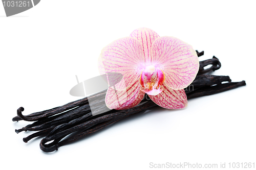 Image of vanilla