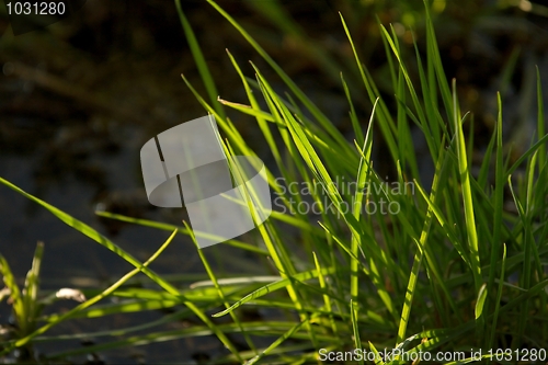 Image of Grass