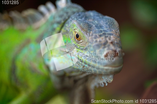 Image of iguana