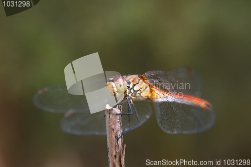 Image of Dragonfly