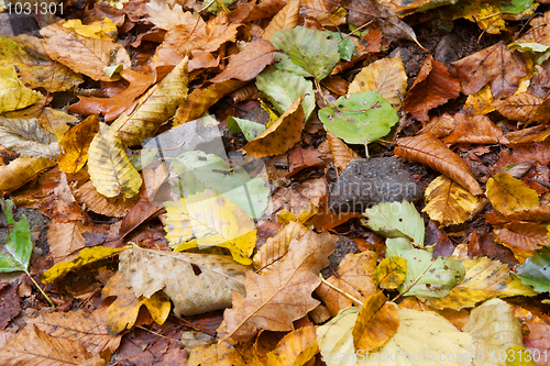 Image of Autumn Leaves