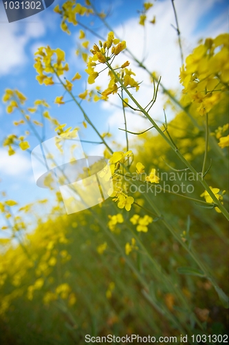 Image of Rapeseed