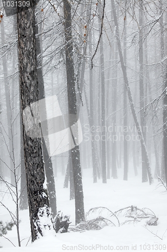 Image of Winter forest