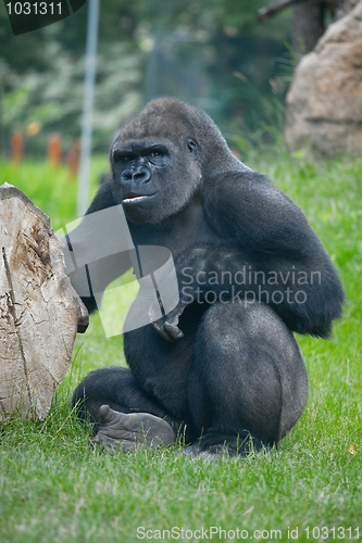 Image of Gorilla