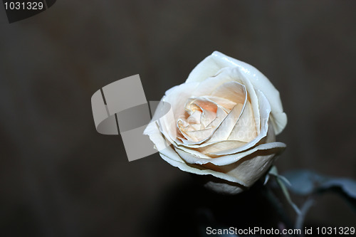 Image of rose