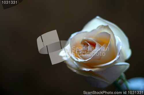 Image of rose