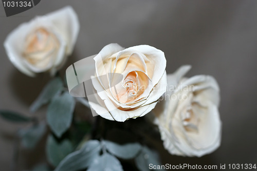 Image of rose