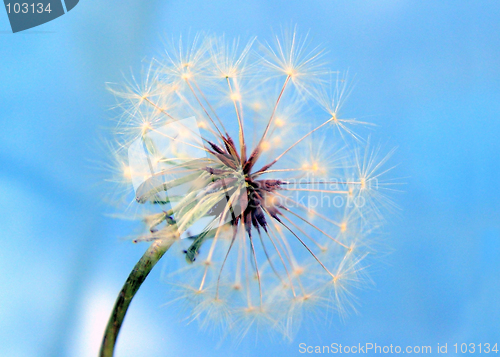 Image of A Dandelion