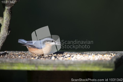 Image of Nuthatch (Sitta europaea)