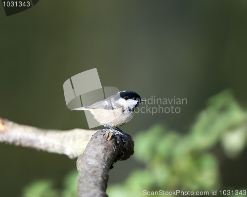 Image of Coal Tit (Parus ater)