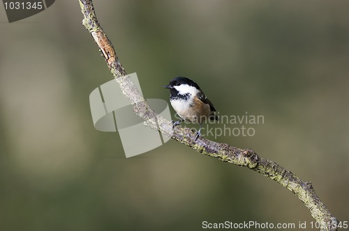 Image of Coal Tit (Parus ater)