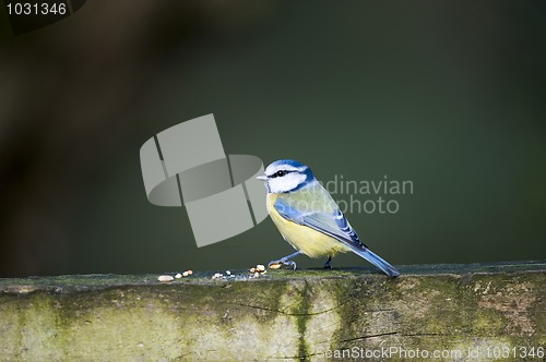 Image of Blue Tit (Parus caeruleus)