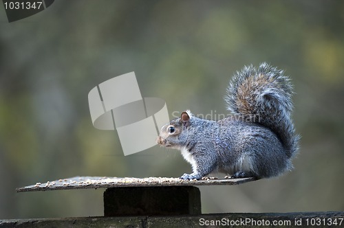 Image of Grey Squirrel (Sciurus carolinensis)