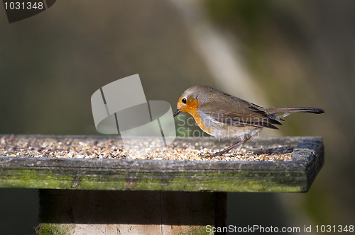 Image of Robin (Erithacus rubecula)