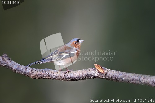 Image of Chaffinch (Fringilla coelebs)