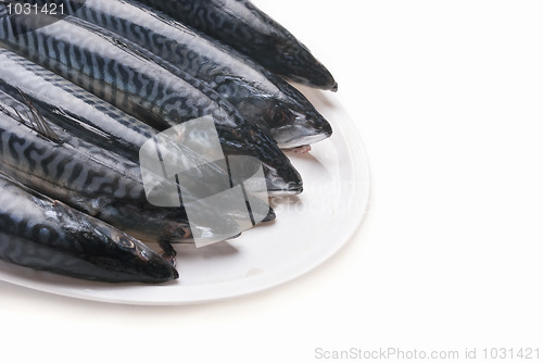 Image of Fresh mackarel