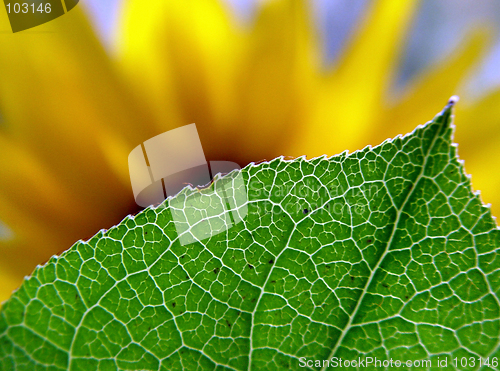 Image of Behind the leaf