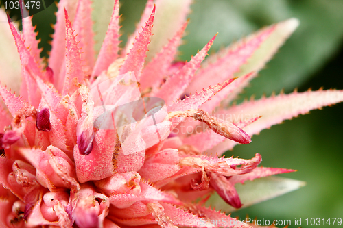 Image of Pink Flowers on green Background 