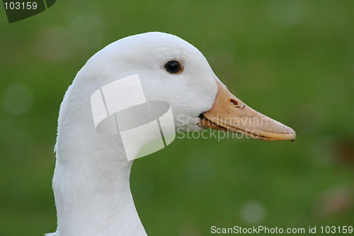 Image of duck