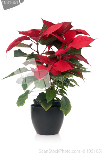 Image of Red poinsettia 