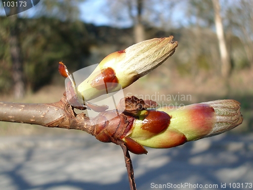 Image of Buds of a chestnut tree, close-up