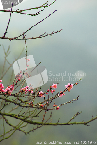 Image of Cherry blossom