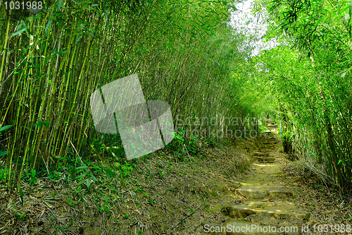 Image of bamboo forest with path