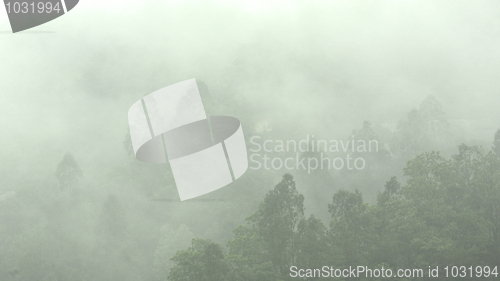 Image of mist in mountain with many trees