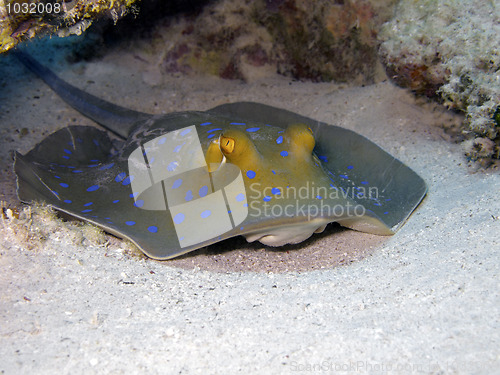 Image of bluespotted ribbontail ray 