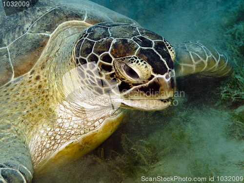 Image of Green sea turtle