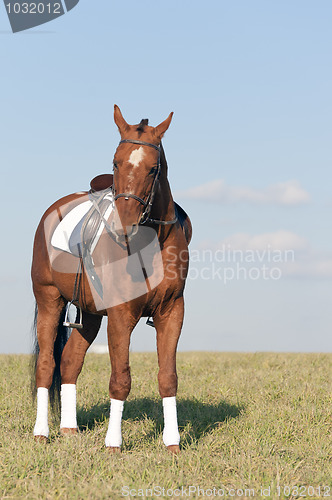 Image of Saddled horse