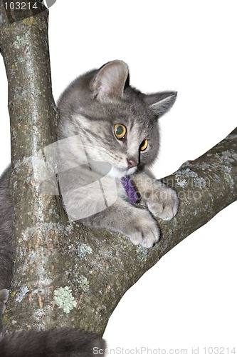 Image of Climber