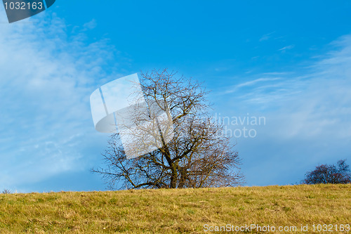 Image of Nice autumn landscape with trees and blue sky
