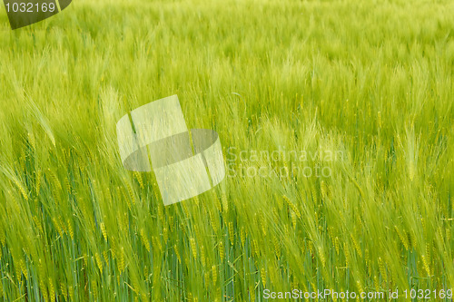 Image of Organic Green spring grains for background