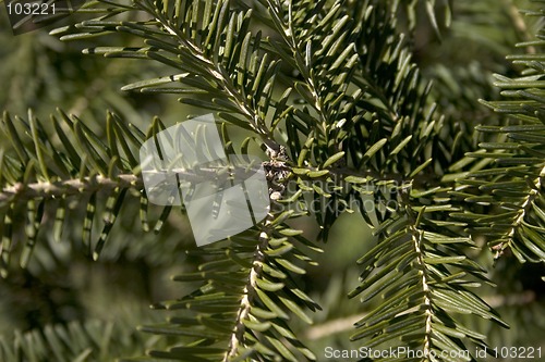 Image of spruce background