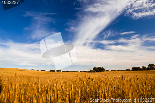 Image of Yellow wheat field